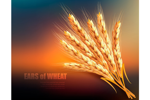 Ears Of Wheat Background