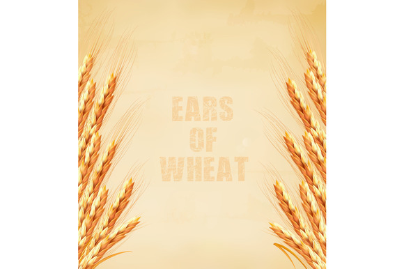 Ears Of Wheat On Old Paper