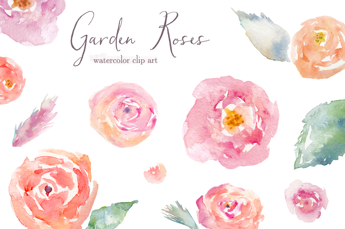 Garden Roses Watercolor Clip Art ~ Illustrations on ...