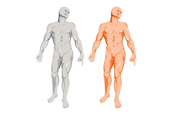 Male Human Anatomy Standing