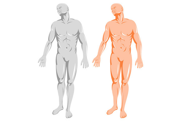 Male Human Anatomy Standing