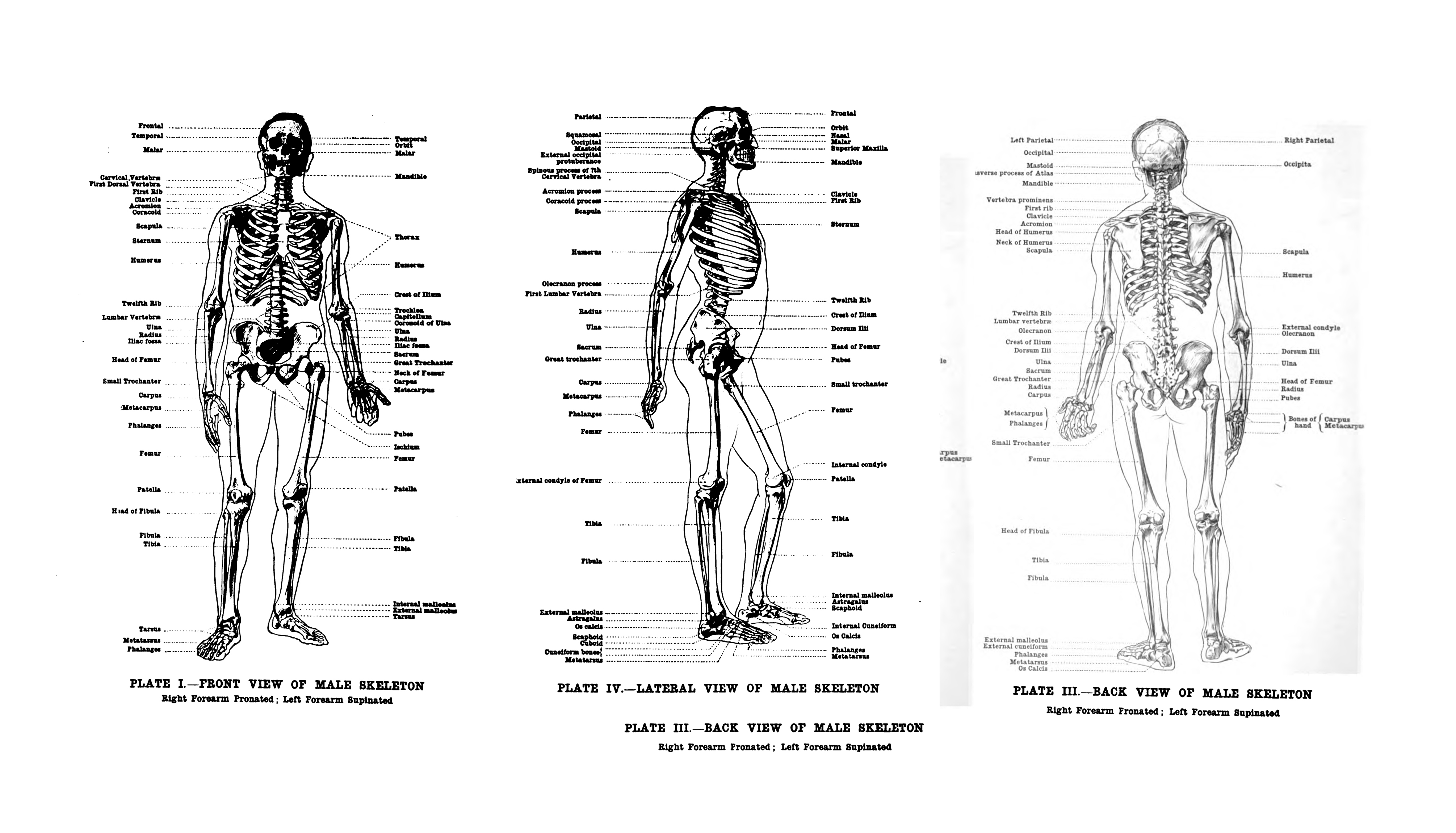 Human Anatomy Collection ~ Illustrations on Creative Market