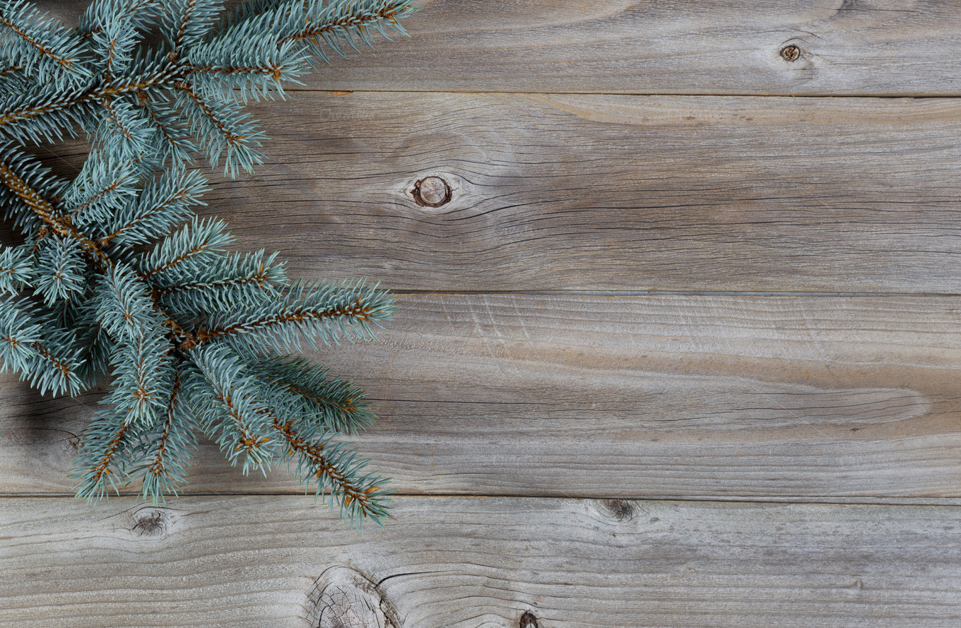Real Blue Spruce Tree on Wood Holiday Photos on Creative Market
