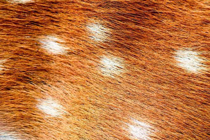 Skin And Fur Of Deer Skin And Fur Of Deer