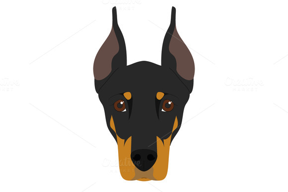 Doberman Dog Vector Illustration Doberman Dog Vector Illustration