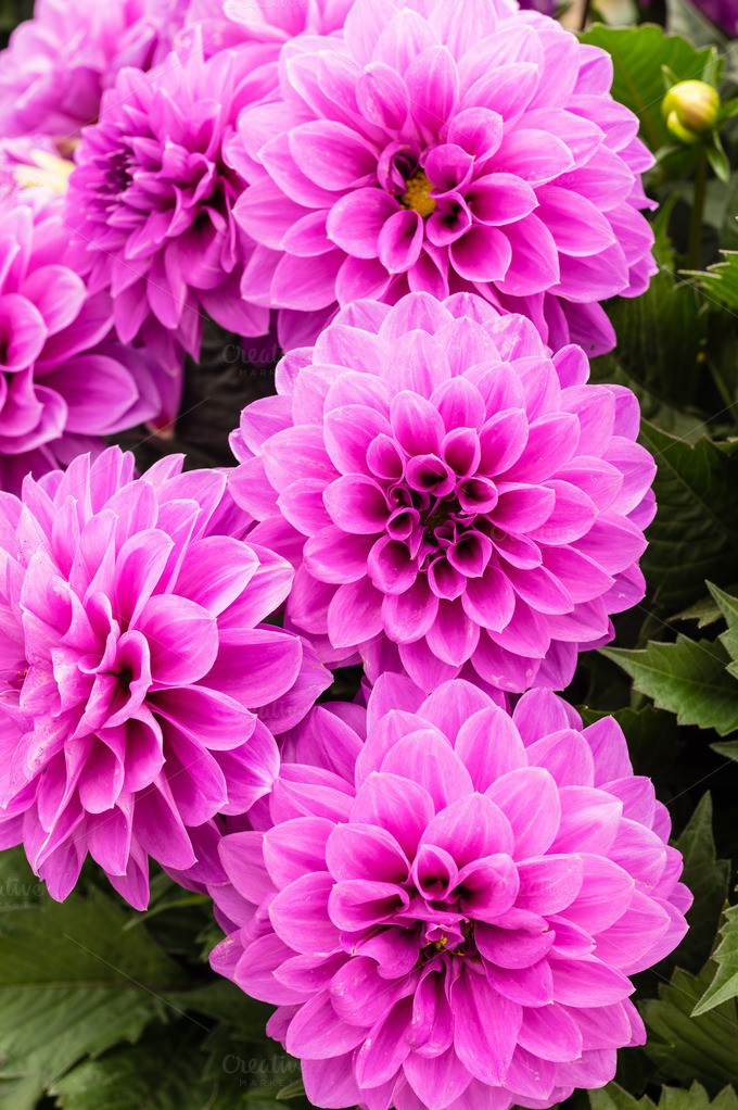 Purple dahlia flowers in bloom Nature Photos on Creative Market