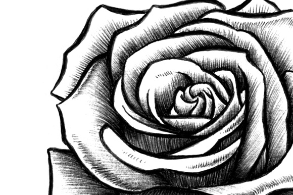 10 Rose Illustrations ~ Objects on Creative Market