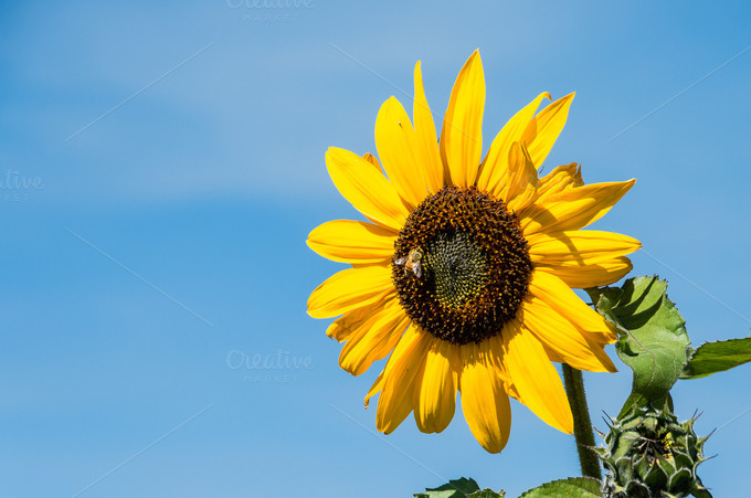 Blue sky bee About us. Blue Sky Bee Supply offers a line of bee supplies and specializes in honey and food containers, labels and packaging for value-added food producers.