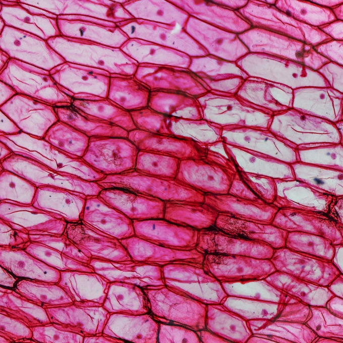 Onion cells Nature Photos on Creative Market