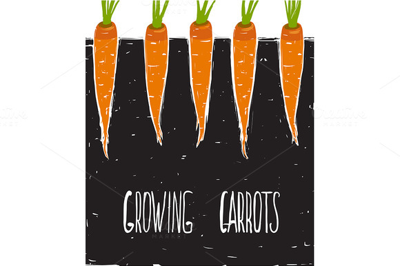 Growing Carrots Freehand Drawing