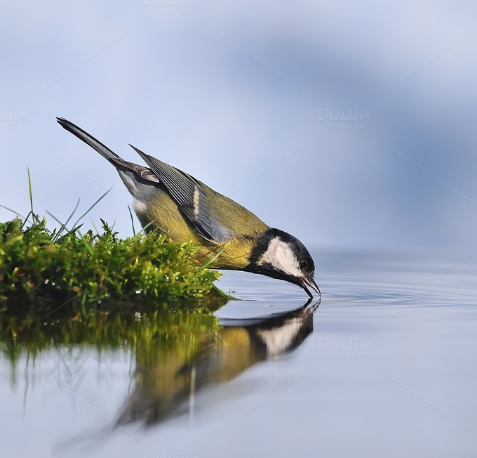 bird drinking water animal photos on creative market bird drinking water animal photos on creative market