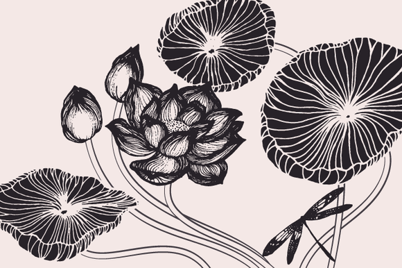 Lotus Flowers Leaves Drawings