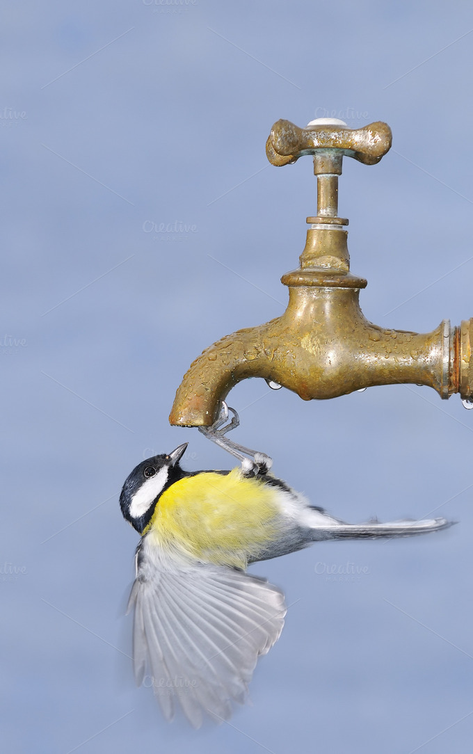 thirsty bird animal photos on creative market thirsty bird animal photos on creative market