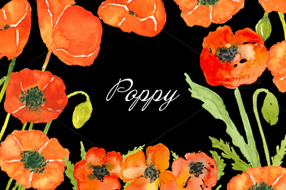 Hand Drawn Watercolor Painted Poppy