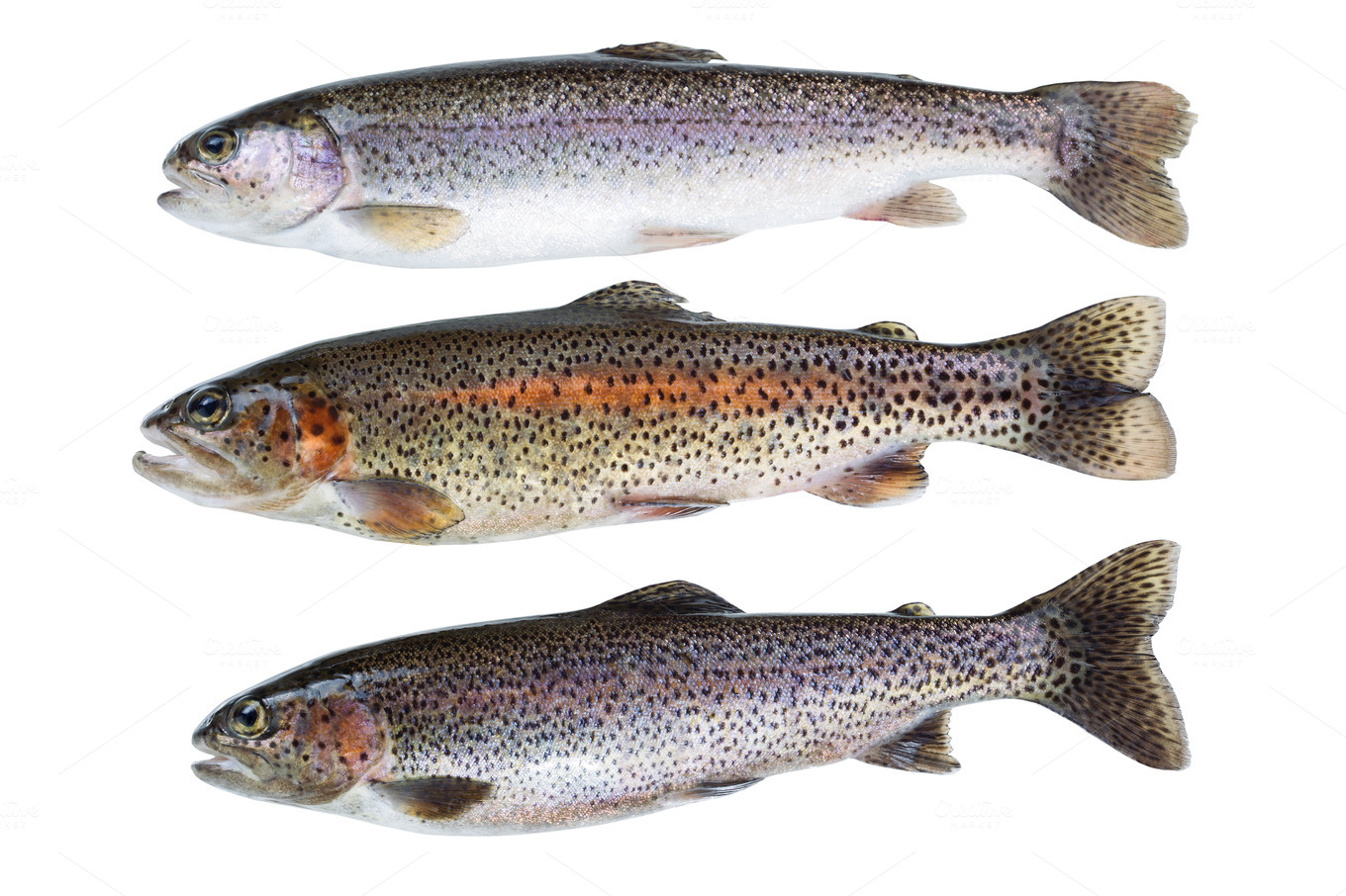 Wild Native Trout on White Animal Photos on Creative Market