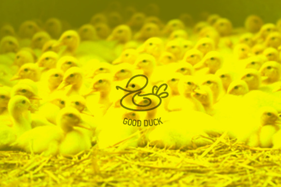 Logotype Good Duck