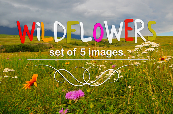 Wildflowers-set Of 5 Images