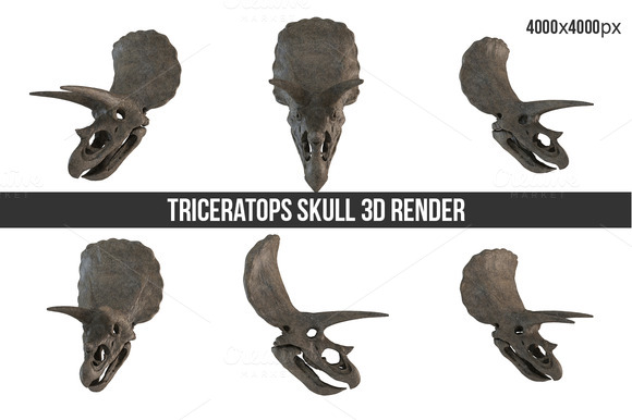 Triceratops Skull 3D Render