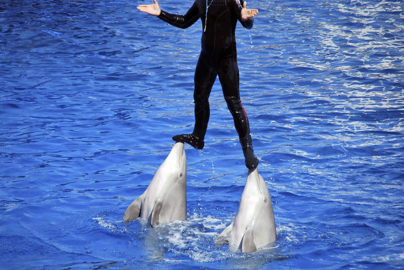 dolphin man