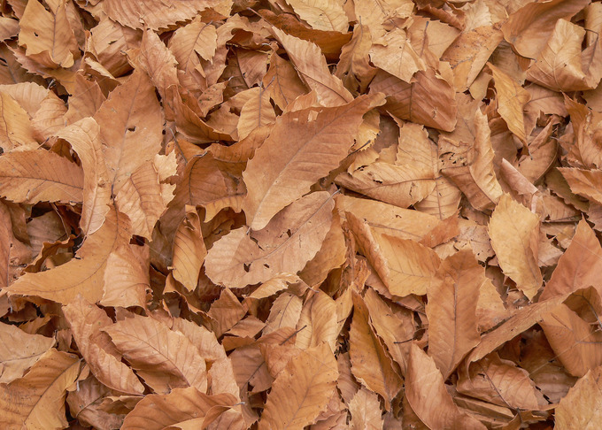 Chestnut Leaves On The Ground