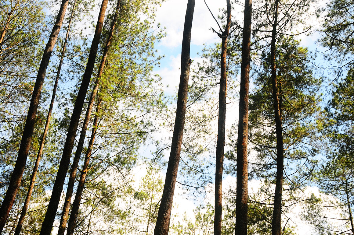pine-trees-photo-bundle-preview02-o.jpg