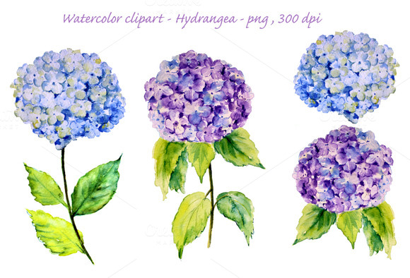 Watercolor Blue Hydrangea ~ Illustrations on Creative Market