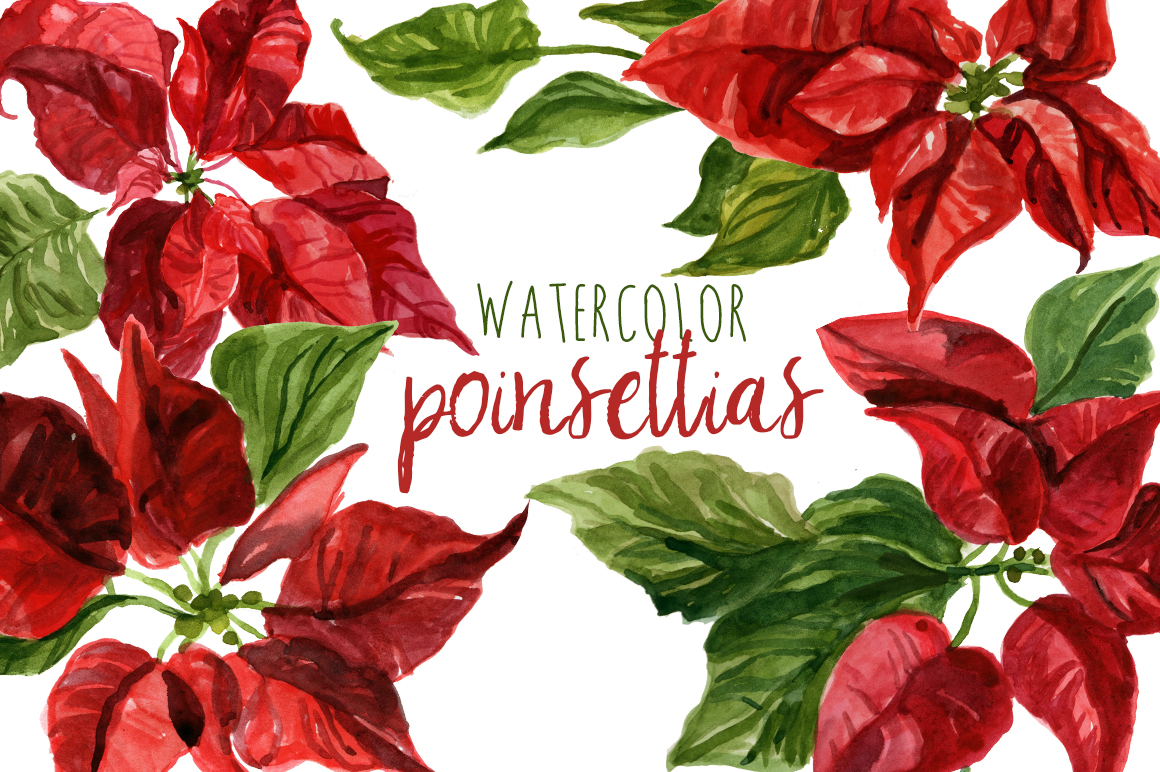 Watercolor Poinsettias ~ Illustrations on Creative Market