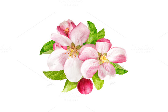 clip art of apple blossom - photo #5