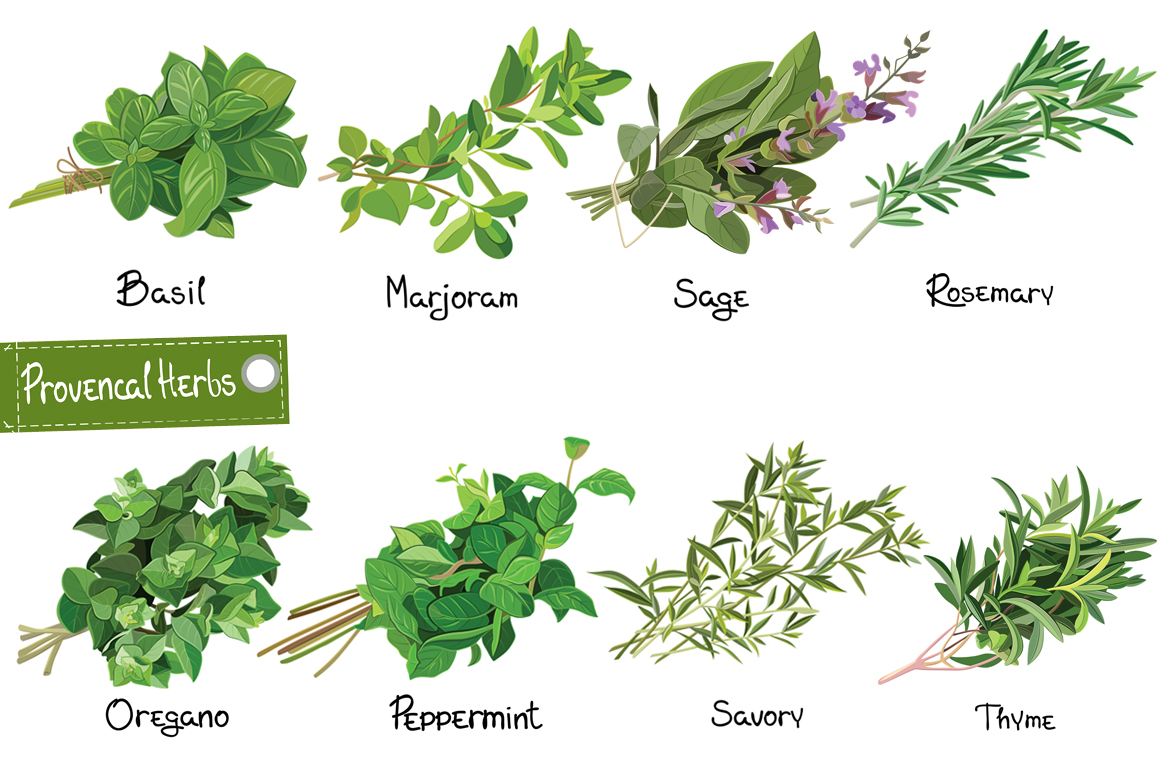 Provencal Herbs ~ Illustrations on Creative Market