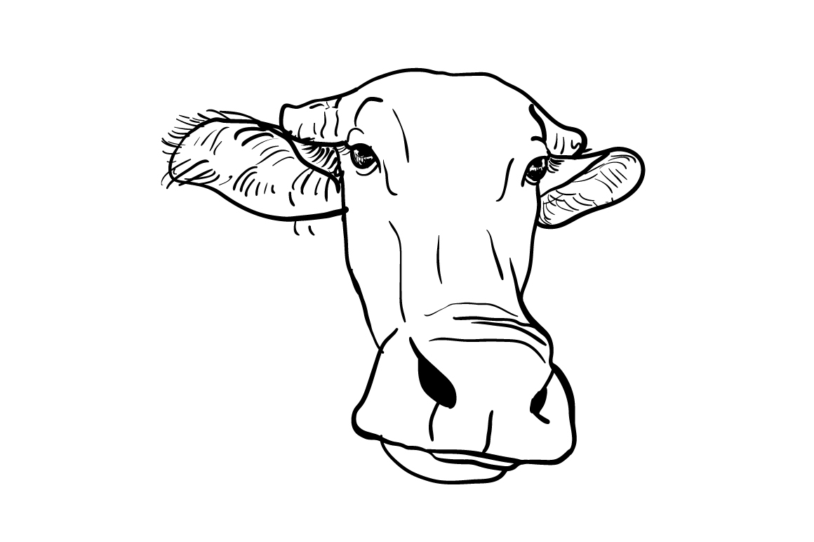 Drawing of buffalo head ~ Illustrations on Creative Market