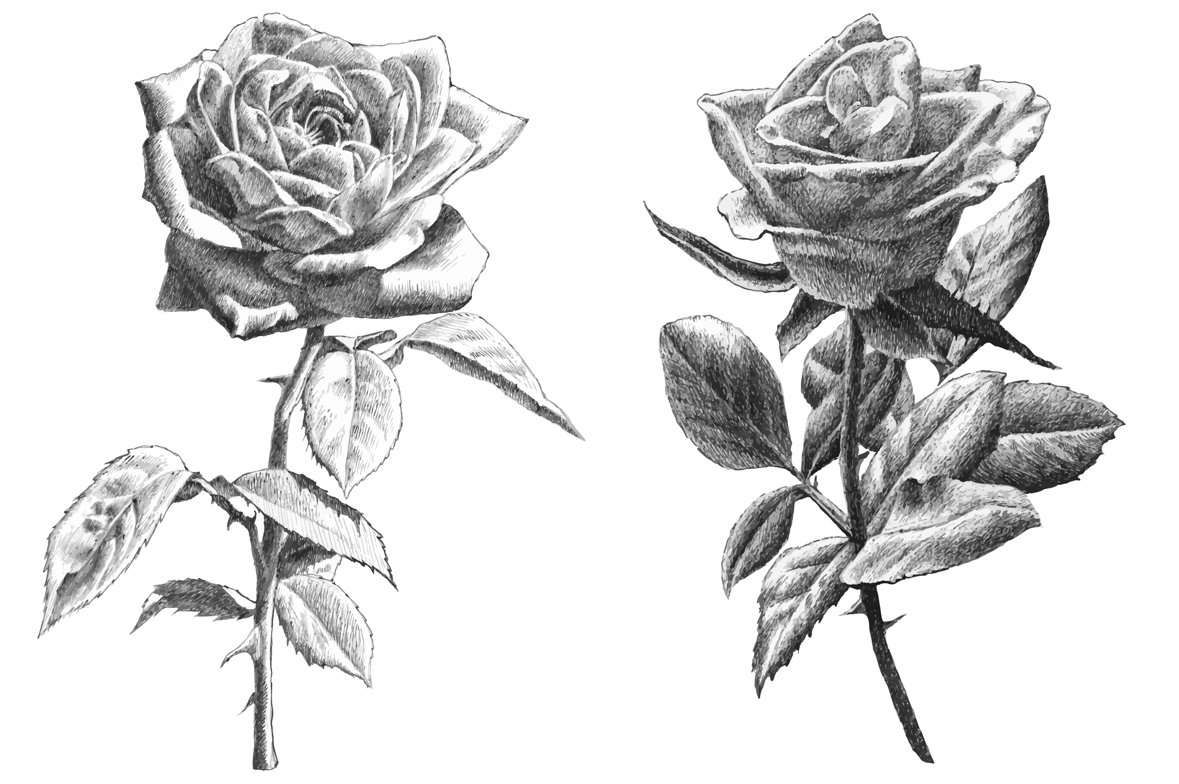 33 Art Realistic Rose Coloring Pages Images Stxzgihihe 33 Art Realistic Rose Coloring Pages Images Stxzgihihe