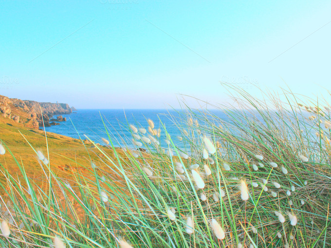 Blue Sea and Grass Seed Heads ~ Nature Photos on Creative Market