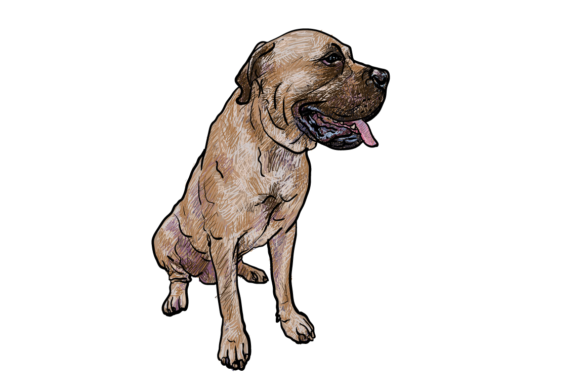 Drawing of mastiff dog Illustrations on Creative Market