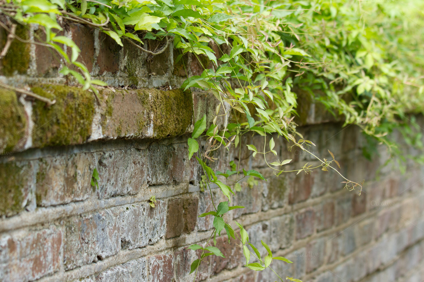 Vine on brick wall Nature Photos on Creative Market