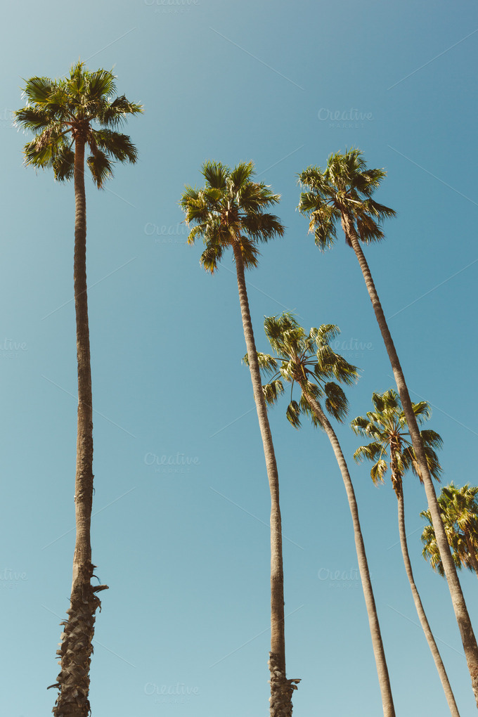Palm Trees in California Nature Photos on Creative Market