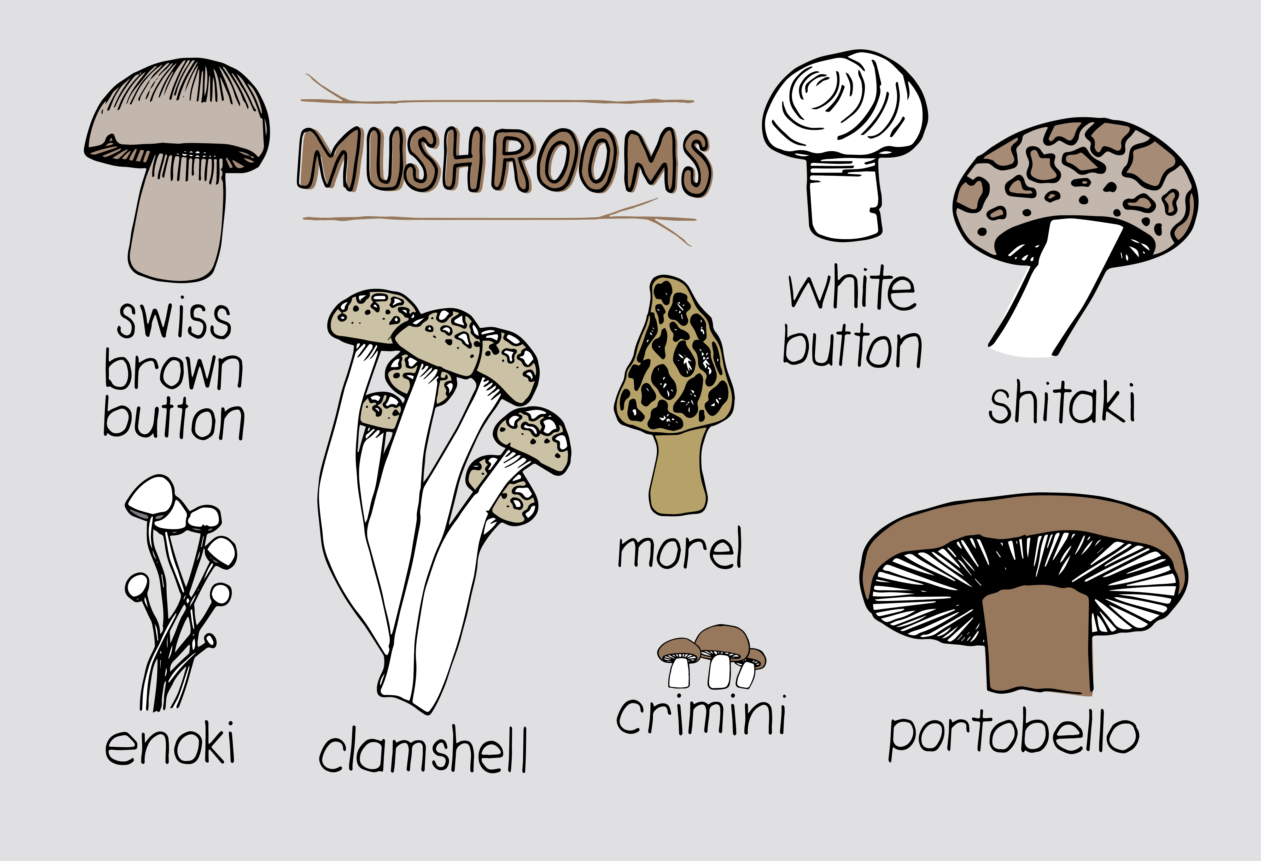 Mushroom Varieties ~ Illustrations on Creative Market