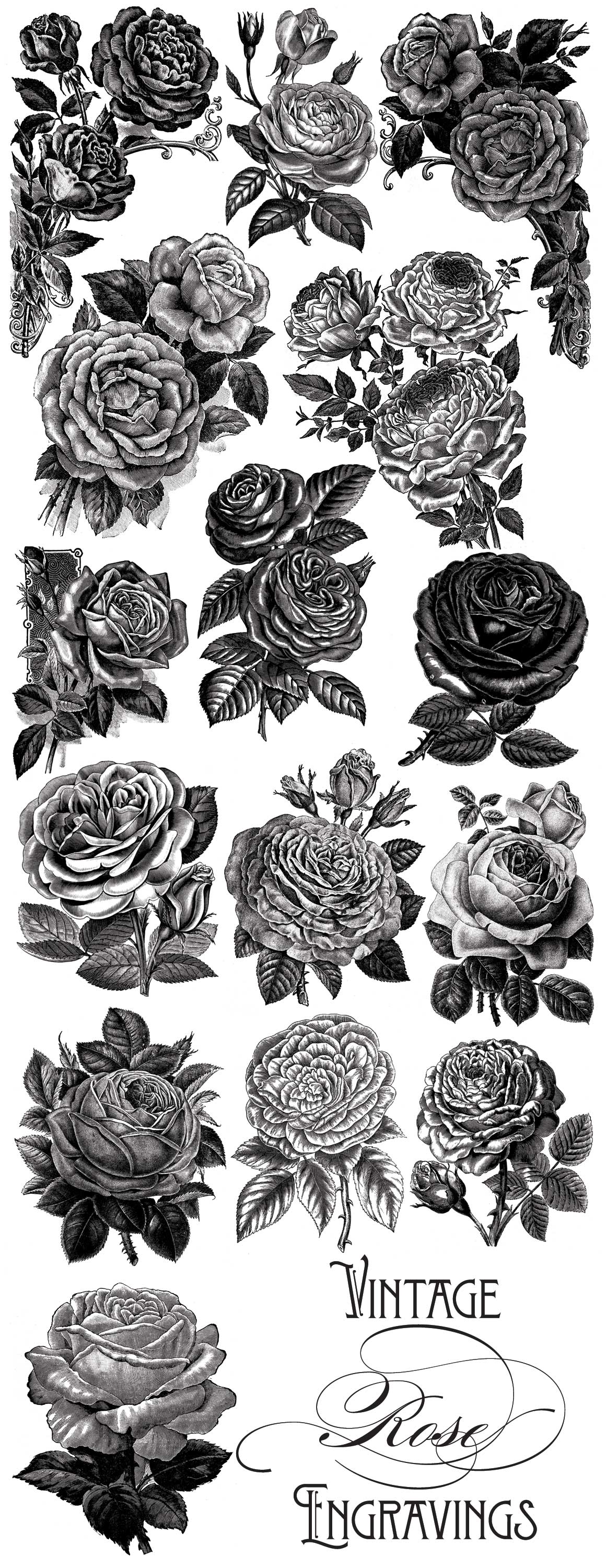 Vintage Rose Vector Graphics ~ Objects on Creative Market