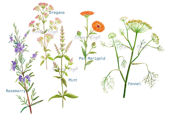 Watercolor Clipart Herb Flowers
