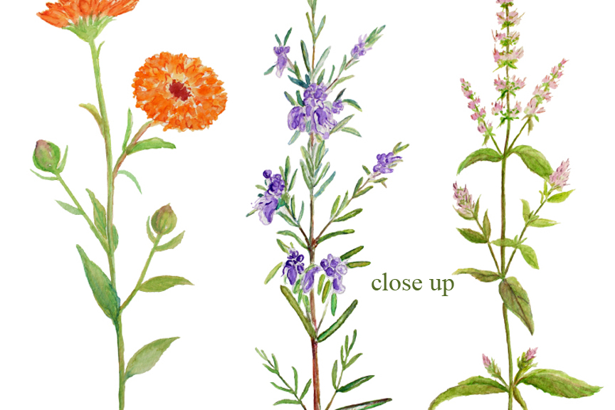 Watercolor Clipart Herb Flowers ~ Illustrations on Creative Market