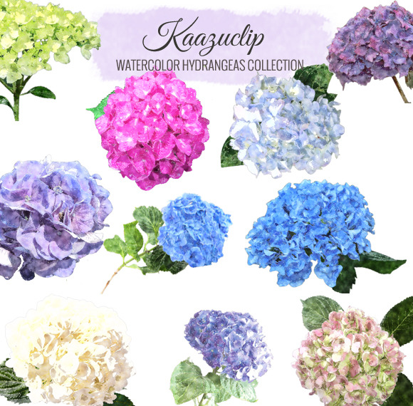 Watercolor Hydrangea Collection Set 10 pieces  is a collection of my 