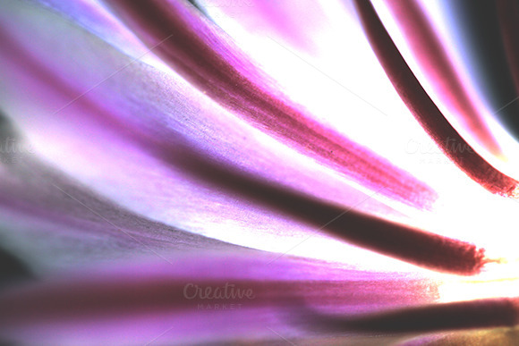 Plum Palette Colours Background Plum Palette Colours Background