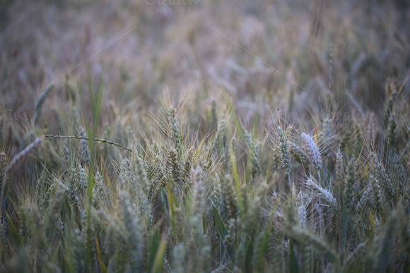 Summer Fields Background Summer Fields Background