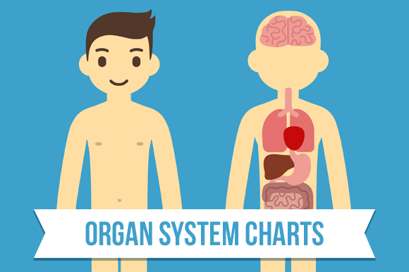 Human anatomy charts ~ Illustrations on Creative Market