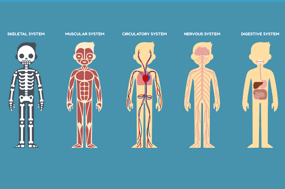 Human anatomy charts ~ Illustrations on Creative Market