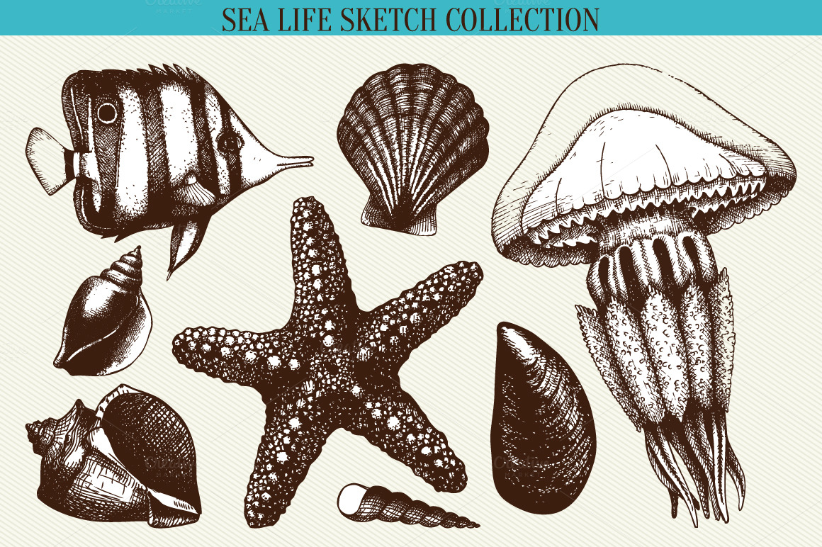 Sea life sketch collection ~ Illustrations on Creative Market