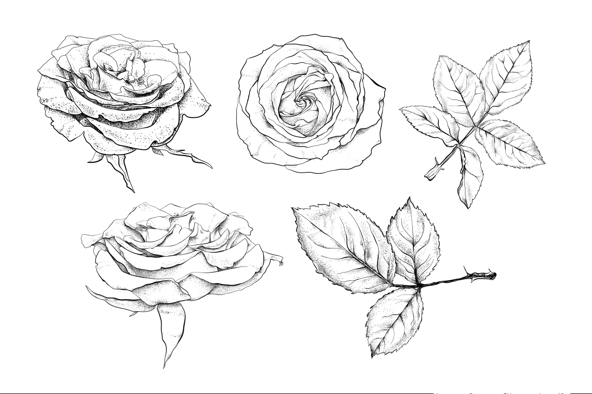 Very detailed handdrawn roses ~ Objects on Creative Market