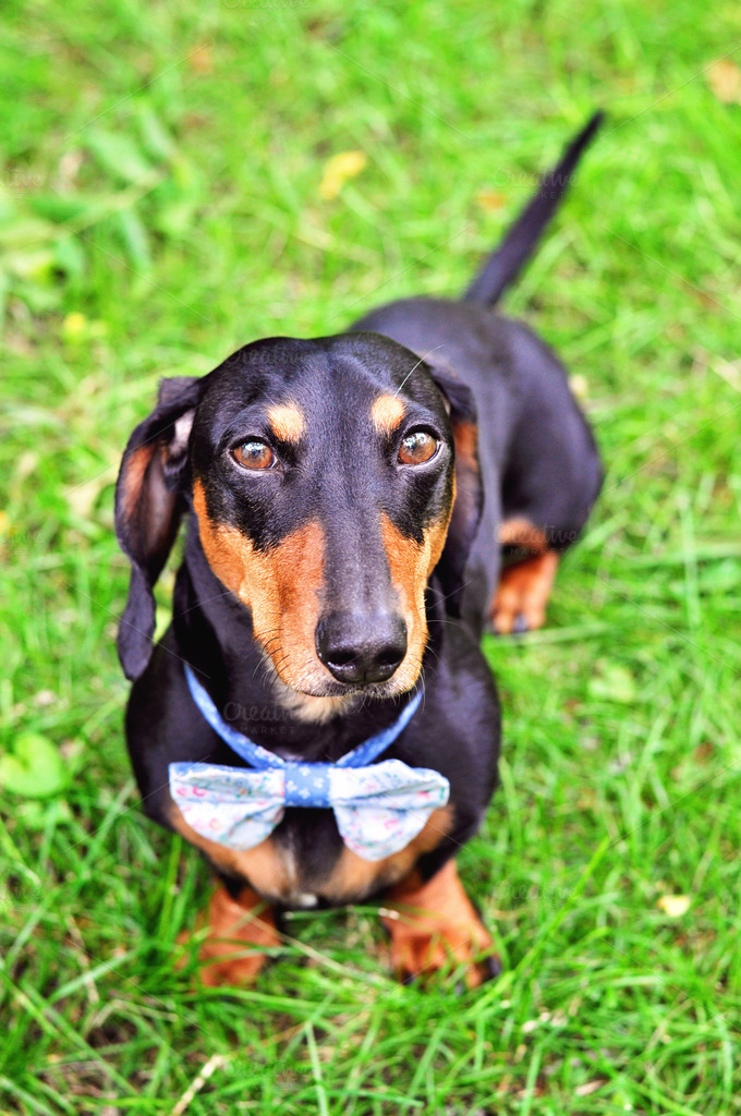 Miniature Dachshund wearing bow tie Animal Photos on Creative Market