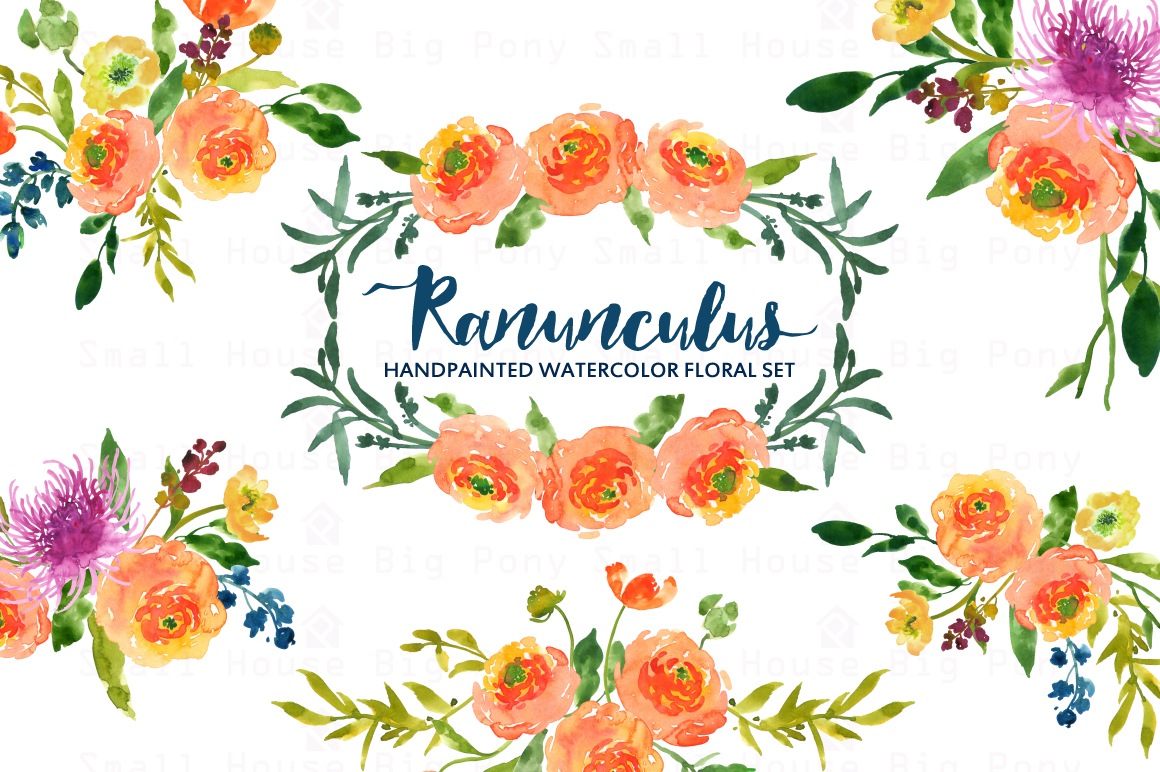 Ranunculus- Watercolor Clip Art ~ Illustrations on Creative Market