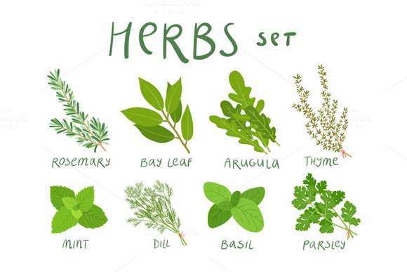 Herbs Set ~ Illustrations on Creative Market