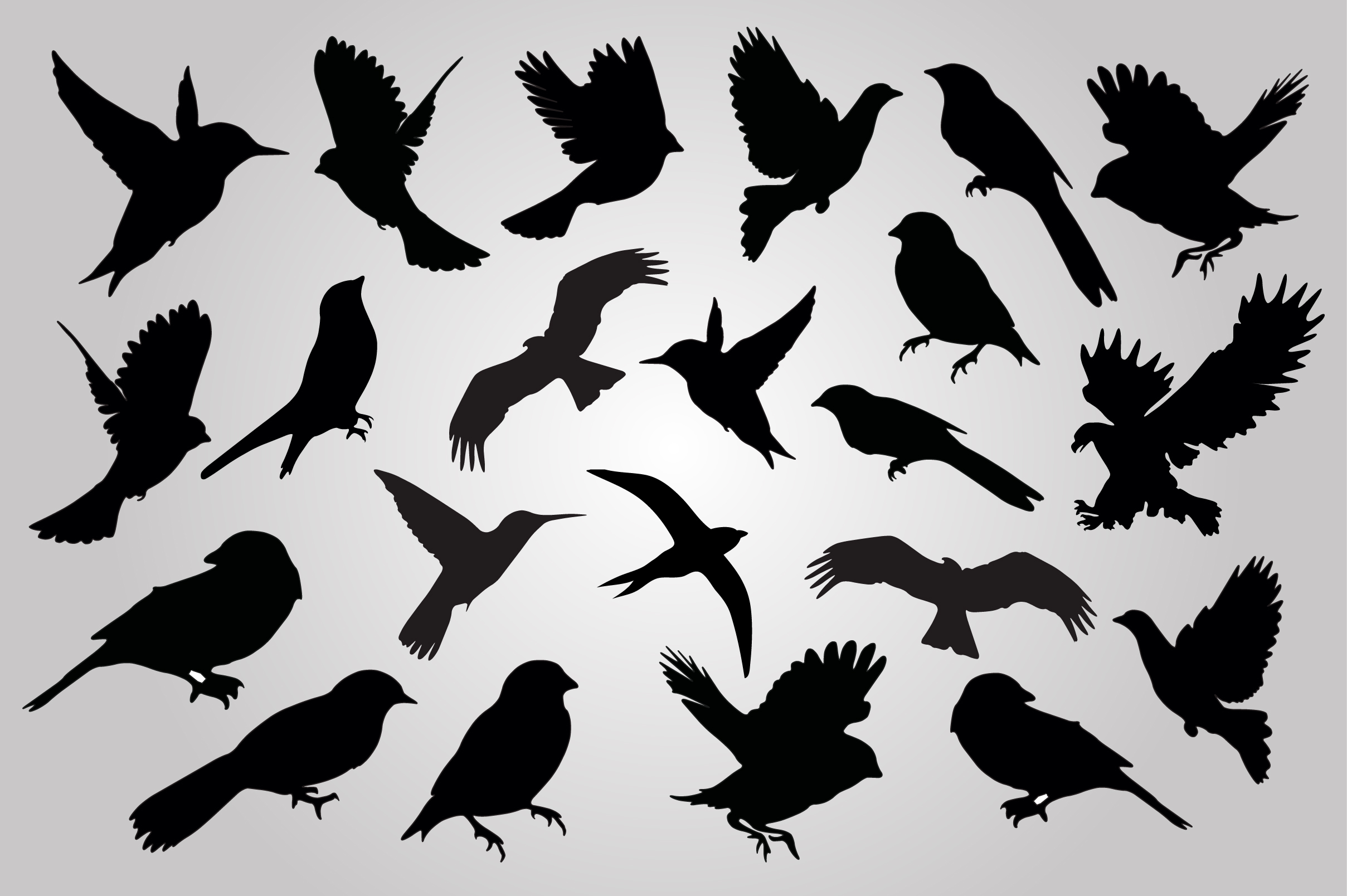 21 Set Of Birds Silhouettes Vector Illustrations On Creative Market